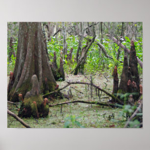 Poster Arbres de Cypress dans le marais