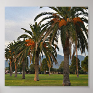 Poster Arbres de datation délicieux