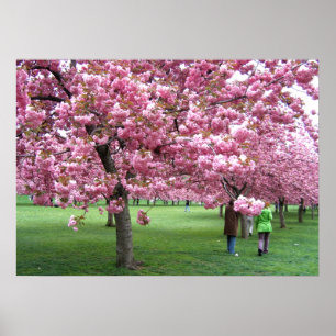 Poster Arbres de fleurs de cerisier