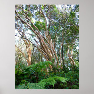 Poster Arbres de goyave fraise