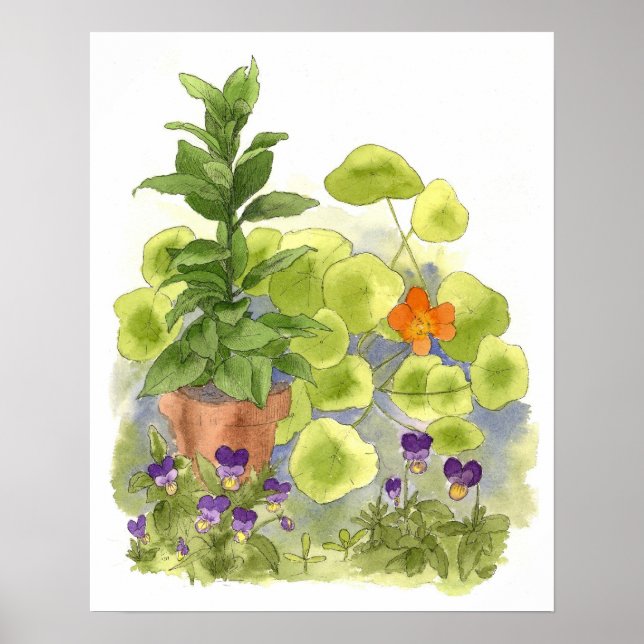 Poster Arbres de la baie de fleurs de Nasturtium Herbes d (Devant)