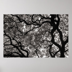 Poster Arbres de Magnolia en fleurs 02