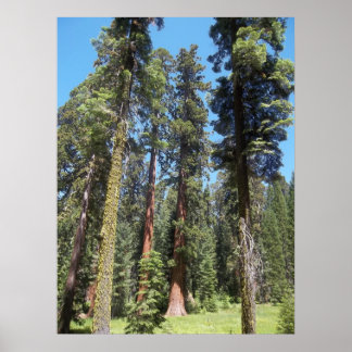 Poster Arbres De Mariposa Grove