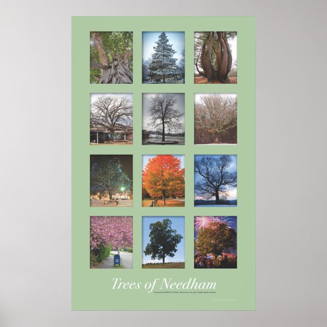 Poster Arbres de Needham 20"x32" (Devant)