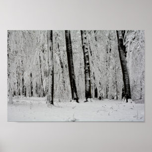 Poster Arbres de neige d'hiver - -