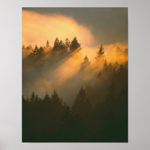Poster arbres de séquoia dans le brouillard côtier, comté