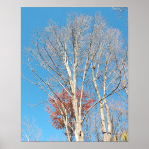Poster Arbres dénudés
