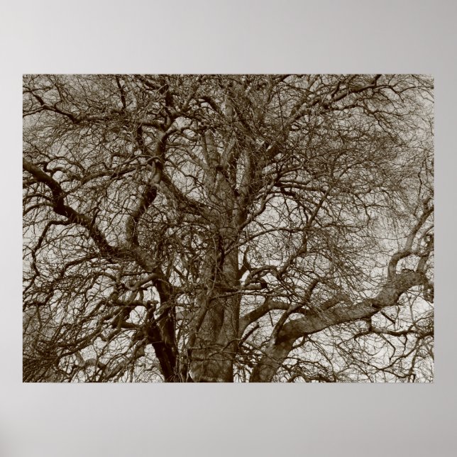 Poster Arbres d'hiver au début du printemps - Sepia (Devant)