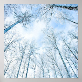 Poster arbres en hiver et ciel