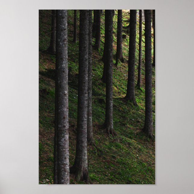 Poster Arbres et mousse verte (Devant)