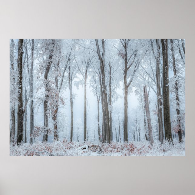 Poster Arbres forestiers d'hiver #21 (Devant)