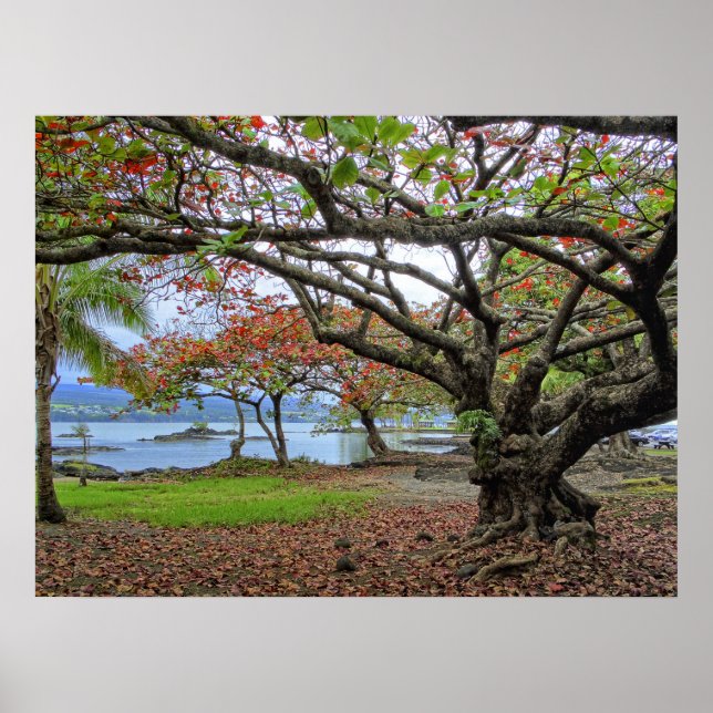 POSTER ARBRES GNARDS DE LA BAIE DU SUD HILO - HAWAII (Devant)