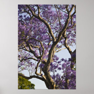 Poster Arbres Jacaranda en fleurs dans le parc New Farm,