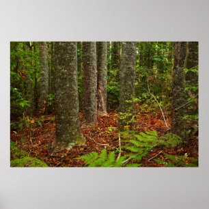 Poster Arbres Kuri Nouvelle-Zélande