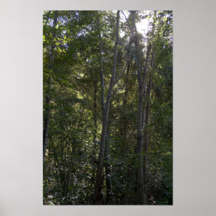 Poster Arbres le long du sentier Holy Jim - Comté d'Orang