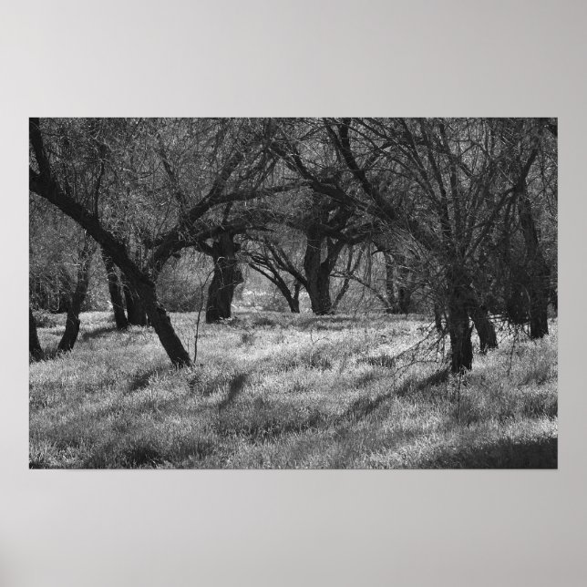 Poster Arbres noirs dans une prairie (b/w) (Devant)