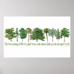Poster Arbres plantes - Arbre, Gros
