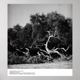 Poster Arbres près de Père Noël Cruz, 1962, par Ansel Ada