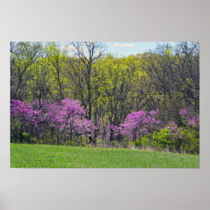 Poster Arbres Redbud de la forêt Shawnee Mission Parks Ka
