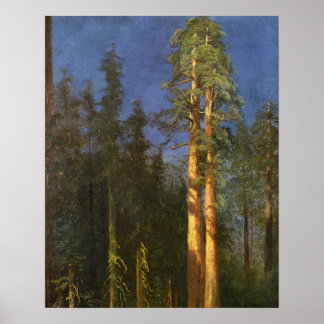 Poster Arbres séquoias