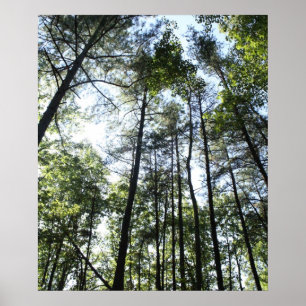 Poster Arbres sous-marins au soleil