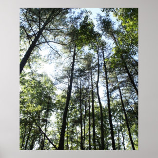 Poster Arbres sous-marins au soleil