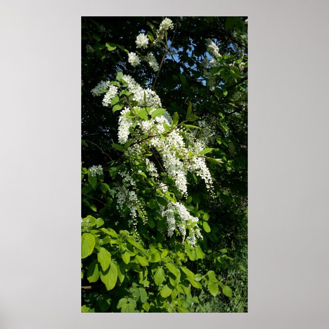 Poster Arbuste aux fleurs blanches (Devant)