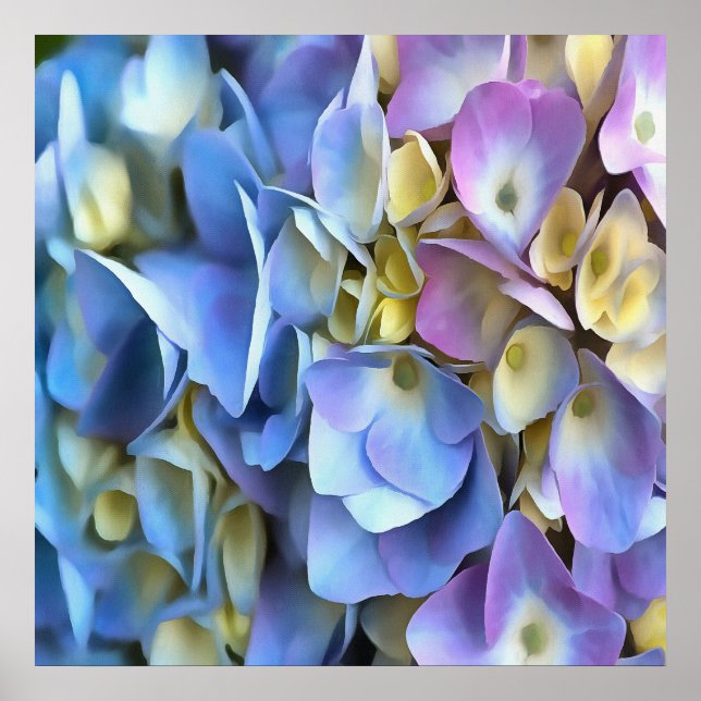 Poster Arbuste bleu Hydrangea Arbuste Artistique Bossom (Devant)