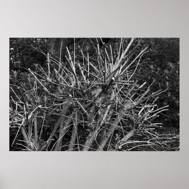 Poster Arbuste moulu (Devant)