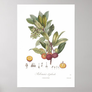 Poster Arbutus unedo-Stawberry