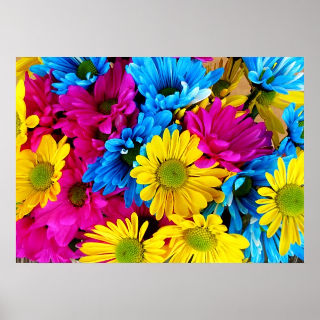 Poster Arc en ciel des marguerites (Devant)