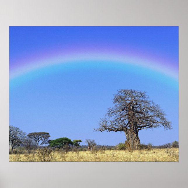 Poster Arc en ciel et baobab africain, Adansonia (Devant)