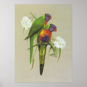 Poster Arc-en-ciel Lorikeet - haematodus de Trichoglossus