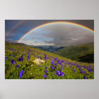 Arc En Ciel Sur Un pré Fleuri