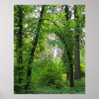 Poster "Arch", forêt d'Alder