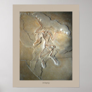 Poster Archaeopteryx