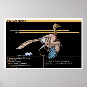 Poster Archaeopteryx - Biologie des dinosaures jurassique
