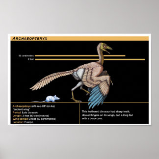 Poster Archaeopteryx - Biologie des dinosaures jurassique