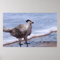 Archéopteryx des oiseaux de rivage