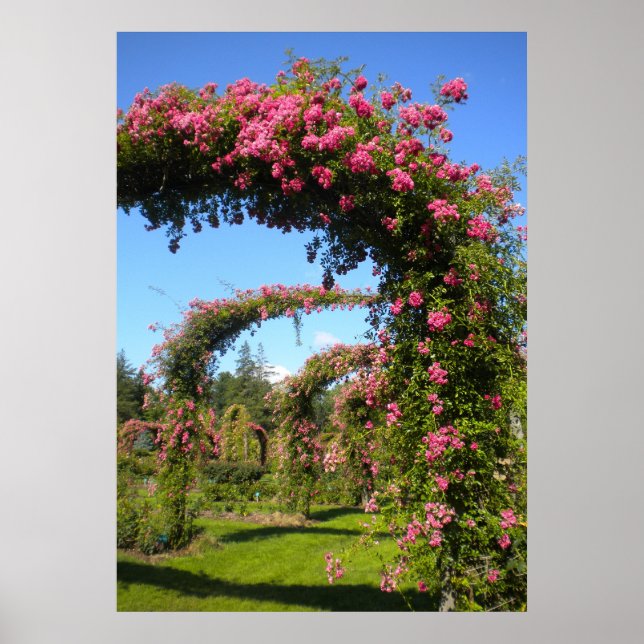 Poster Arches de Jardin rose du parc Elizabeth (Devant)