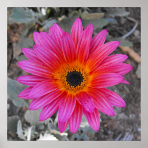 Poster Arctotis - marguerite africaine