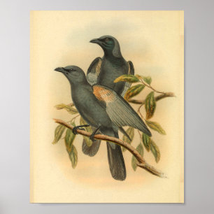 Poster Ardoise Gris Cuckoo Shrike Bird Imprimer Vintage