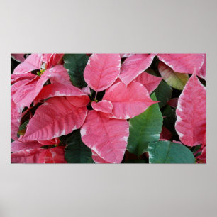 Poster Argent Star Marbre Poinsettias Pink Holiday Floral