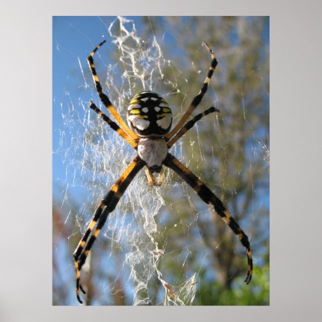 Poster Argiope (Devant)