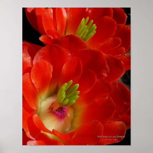Poster Arizona Claret Cactus Rouge Orange Fleurs (Devant)