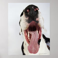 Arlequin grand Danois avec bouche ouverte, gros pl