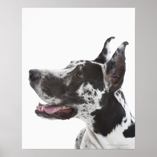 Poster Arlequin Great Dane (Devant)