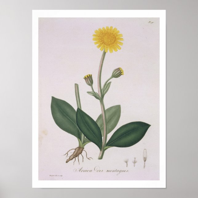 Poster Arnica Montana de "Phytographie Medicale" de Jos (Devant)