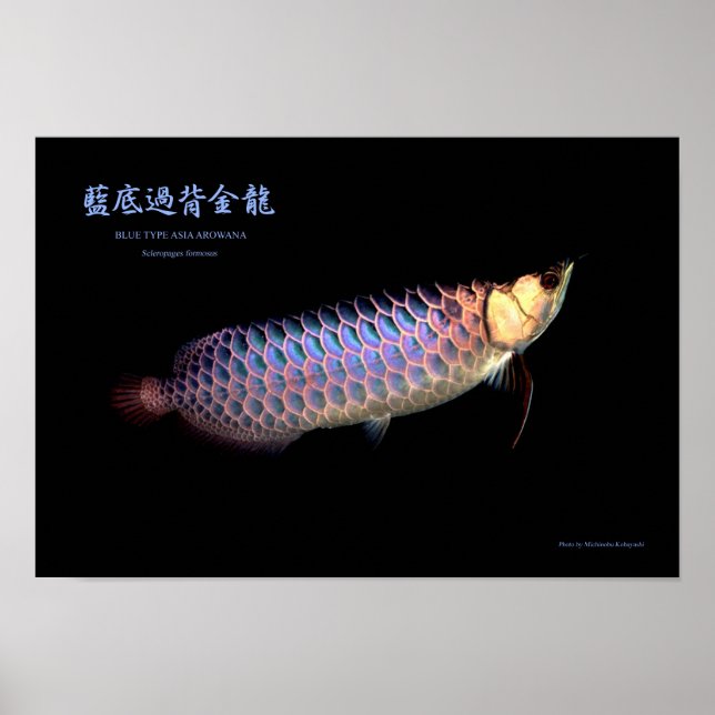 Poster Arowana asiatique "Type bleu" (Devant)