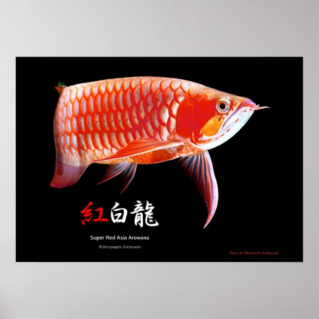 Poster Arowana asiatique (type rouge) (Devant)
